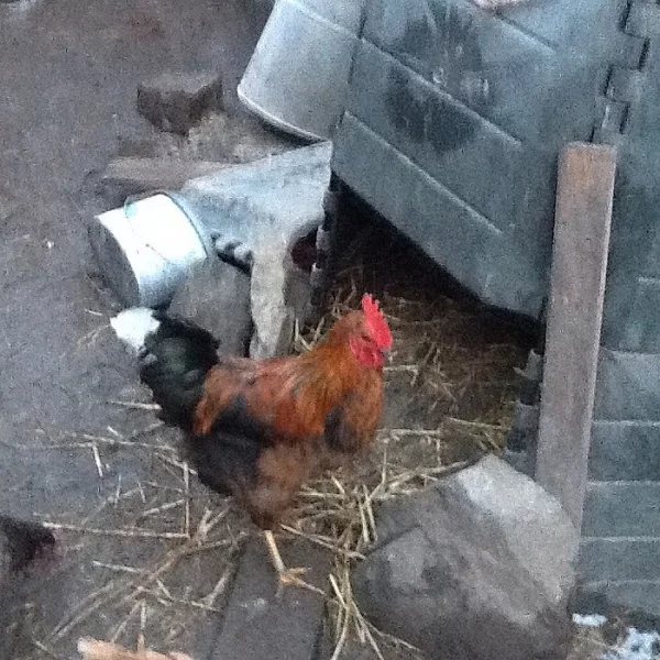 česká zláta kropenatá